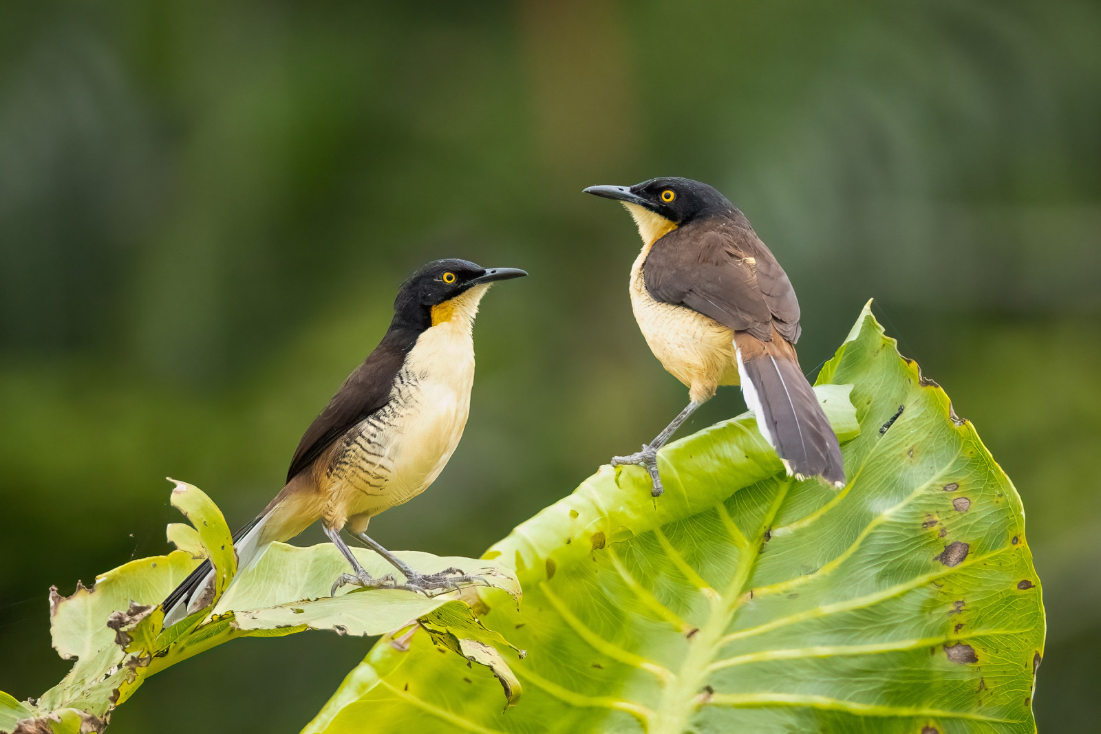 image Black-capped Donacobius